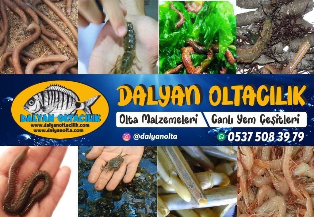 Deniz Solucanı Nedir? Canlı Balık Yemleri Ansiklopedisi Deniz Solucanı Nedir? Canlı Balık Yemleri Ansiklopedisi